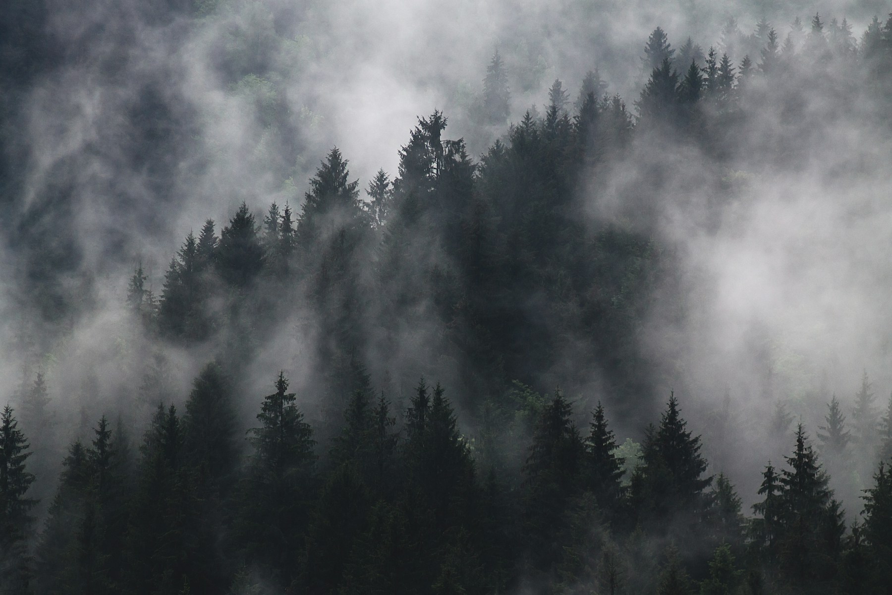 Forêt dans la brume — image d’ambiance