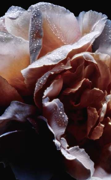 Her Majesty — photogramme
